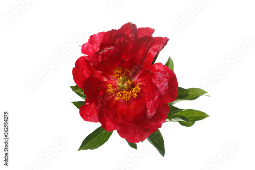 Bright red peony color isolated on a white background.