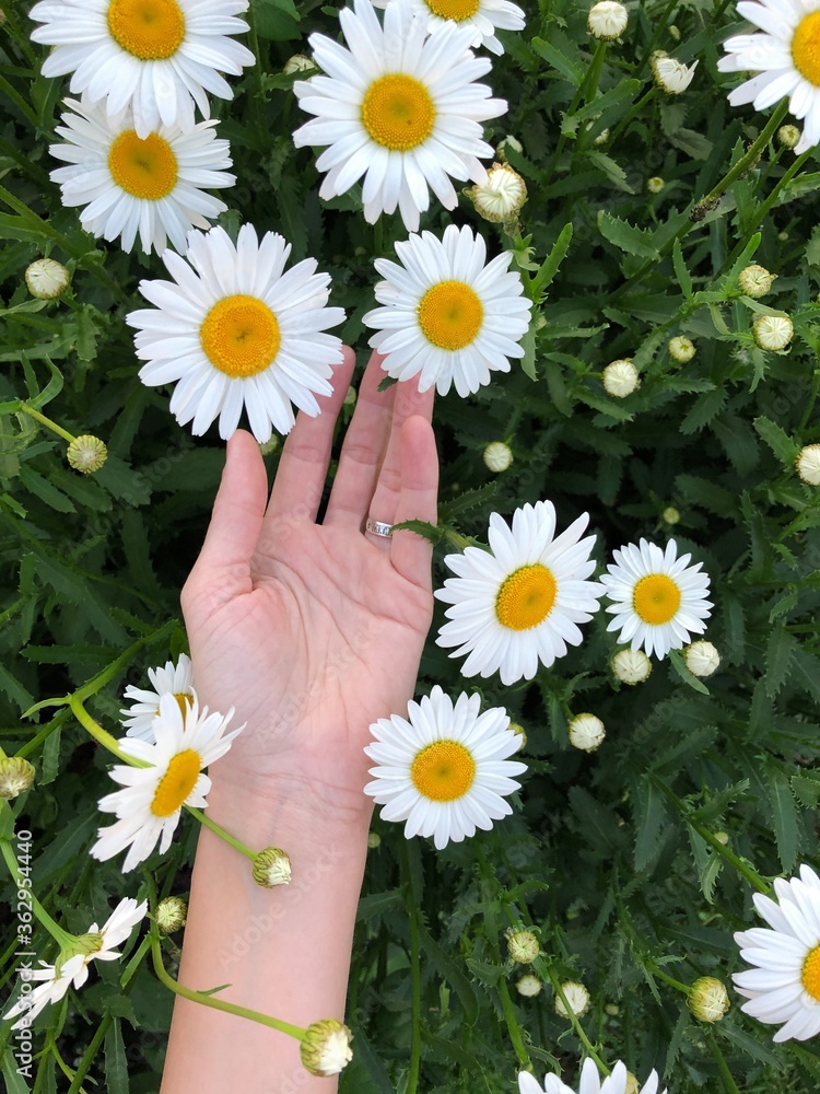 Beautiful view white daisies in the field Beautiful view white daisies in the field