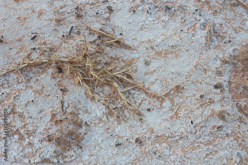 Dead grass