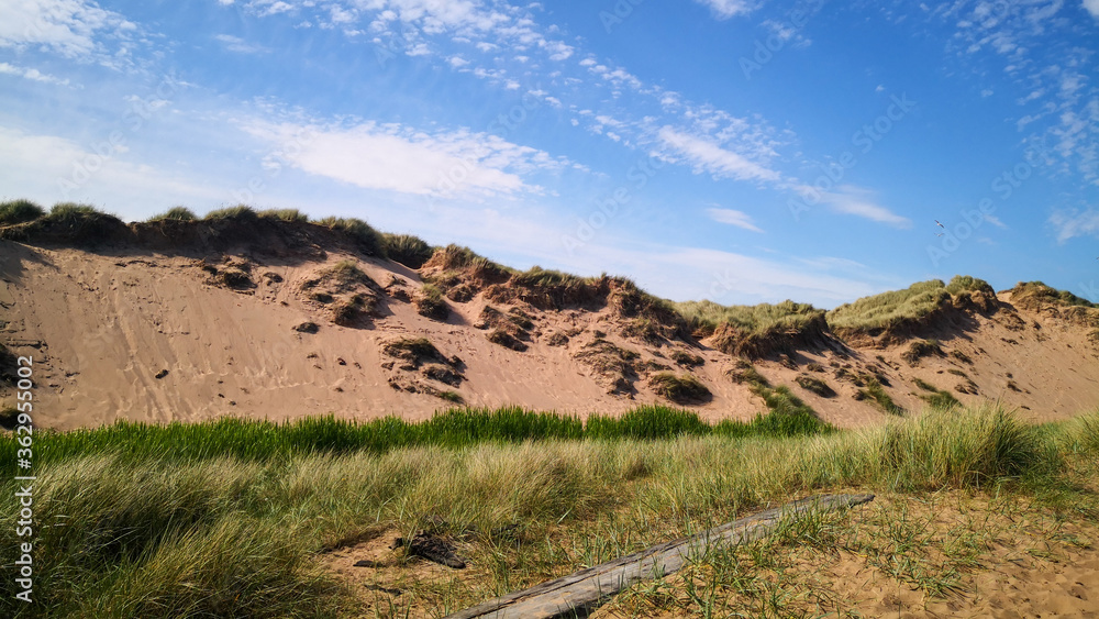 Footpath going through sand dunes at Balmedie Beach on a sunny day.