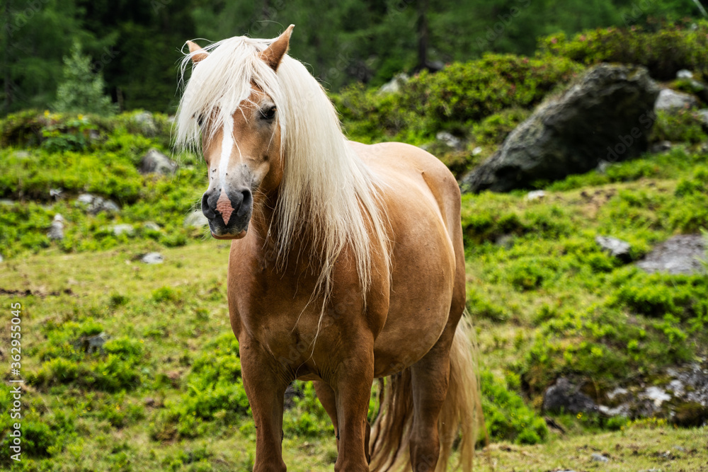 Fototapeta premium Haflinger Pferd im Gebirge