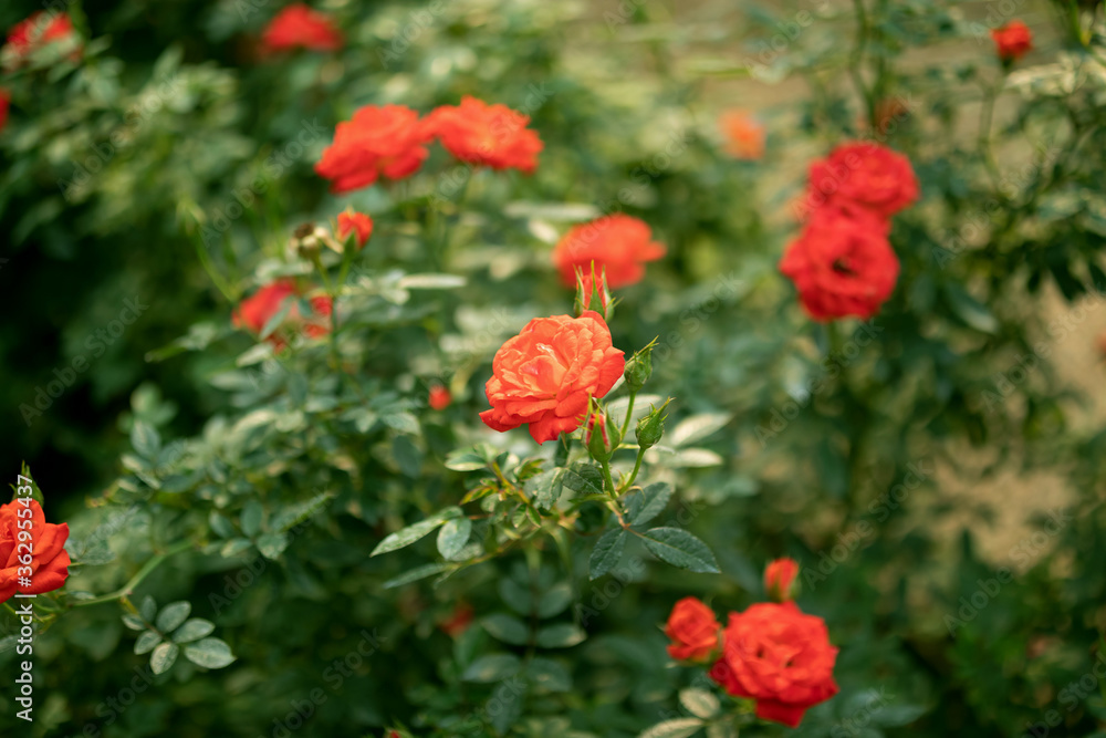 Beautiful colorful roses flower in the garden