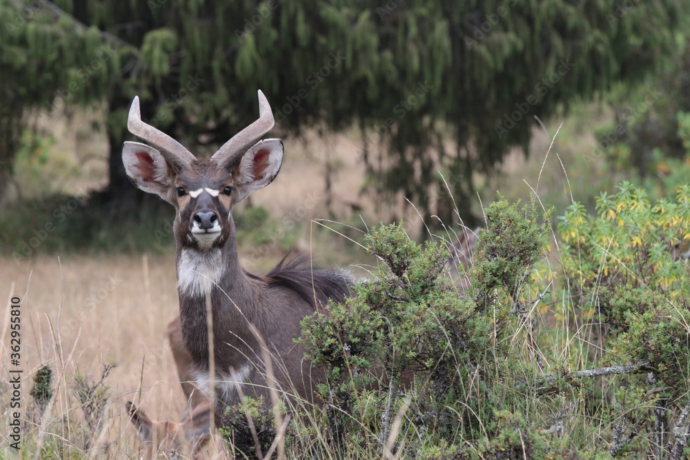 Ungulates Of Africa