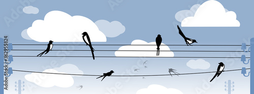 Blue sky, birds silhouettes on electric lines