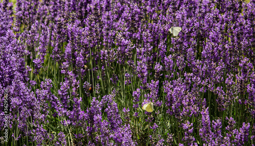 im Garten