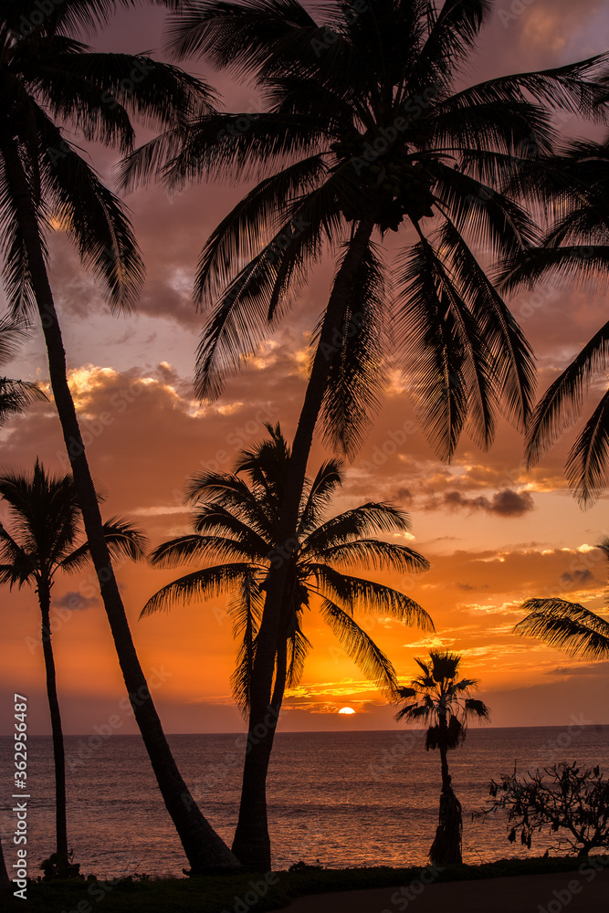 Sunset with palm trees at Papohaku beach on Molokai, Hawaii