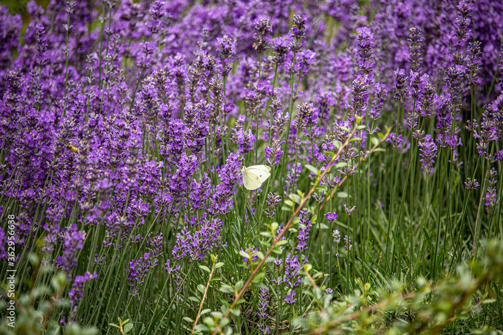 Naklejka premium im Garten