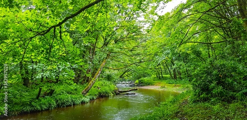 river in the woods