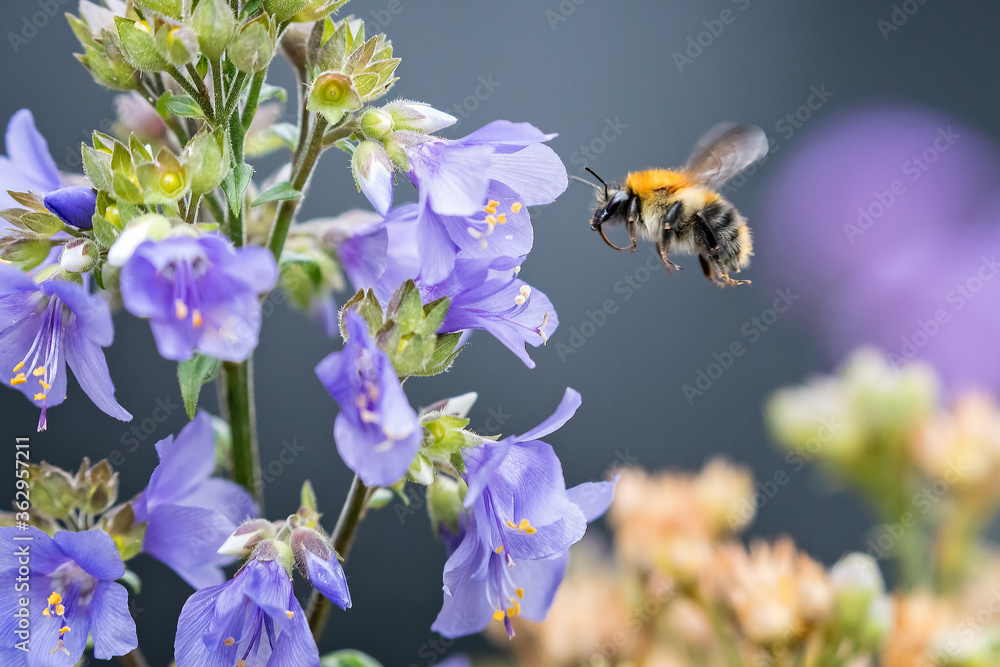 Airborne Bee approaching flower to pollinate Airborne Bee approaching flower to pollinate