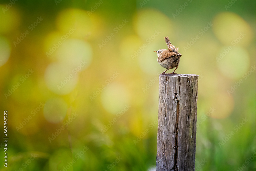 Close up of small Wren perched on top of post with cocked tail with wonderful summery bokah background