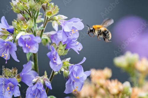 Airborne Bee approaching flower to pollinate © Nigel