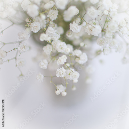 Baby's Breath Pretty Simple Floral White Print