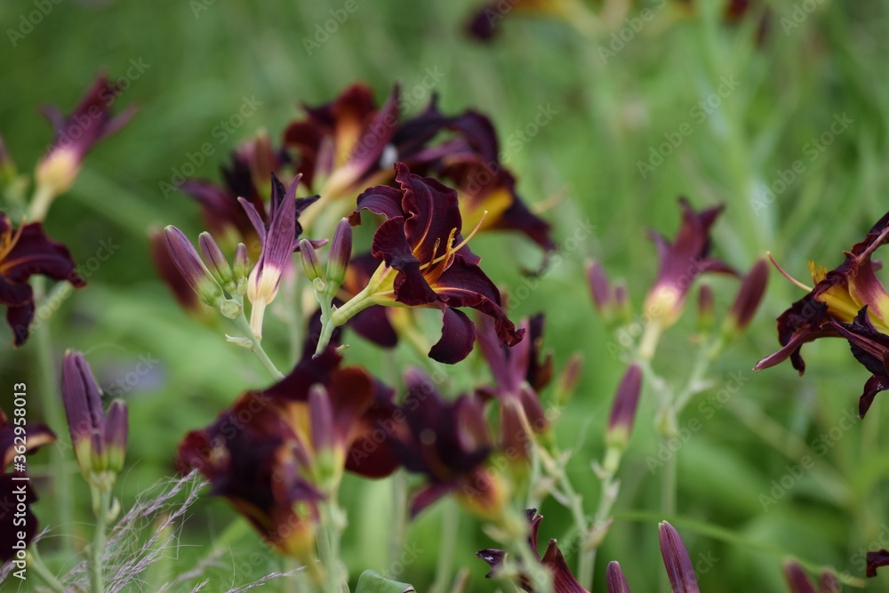 dark Day lily dark Day lily