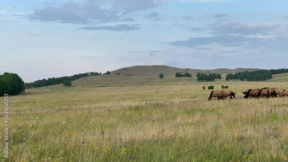 Beautiful summer landscape. Horses grazing in a meadow Beautiful summer landscape. Horses grazing in a meadow