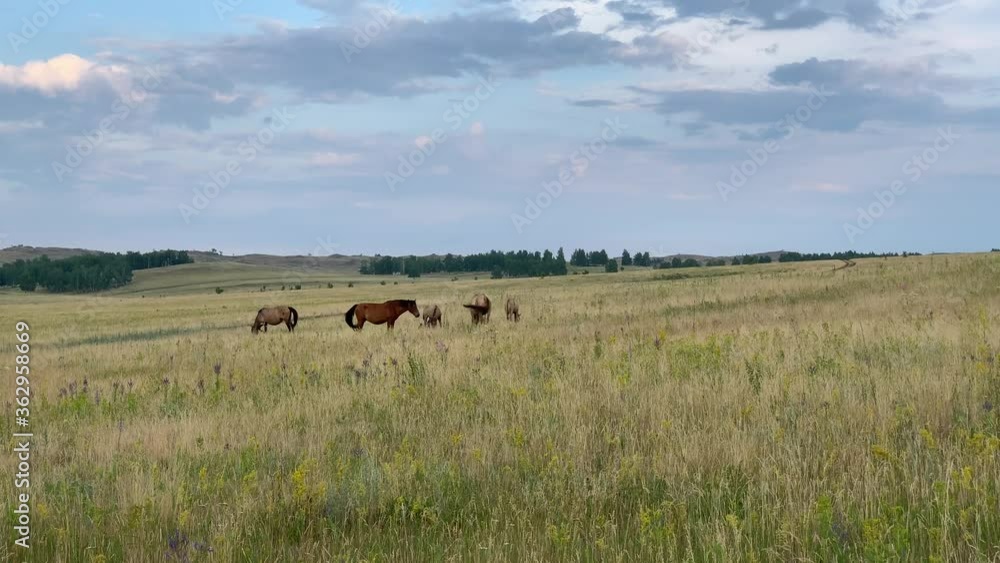 Beautiful summer landscape. Horses grazing in a meadow Beautiful summer landscape. Horses grazing in a meadow