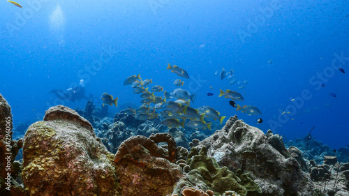 School of Schoolmaster Snapper in turquoise water of coral reef in Caribbean Sea / Curacao