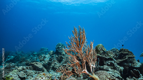 Seascape in turquoise water of coral reef in Caribbean Sea / Curacao with fish coral and sponge