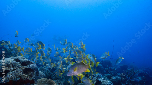 School of Schoolmaster Snapper in turquoise water of coral reef in Caribbean Sea / Curacao © NaturePicsFilms