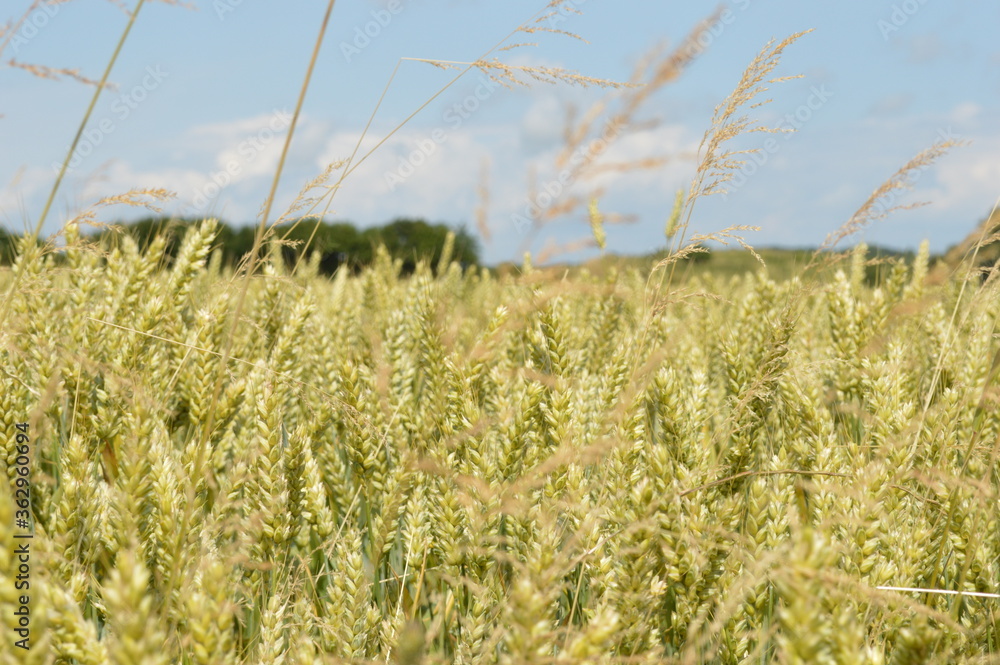 Fototapeta premium field of wheat