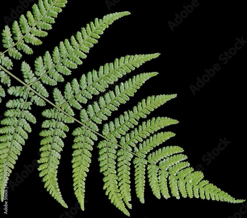 Narrow buckler-fern / Spinulose woodfern – Dryopteris carthusiana – Paproć nerecznica krótkoostna – Trójmiejski Park Krajobrazowy photo