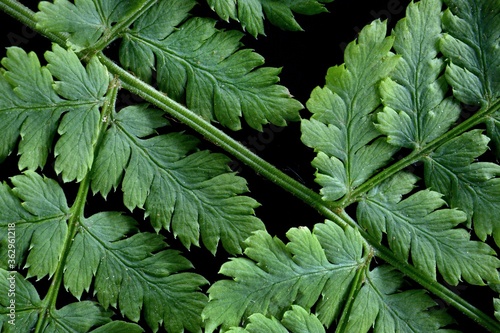 Narrow buckler-fern / Spinulose woodfern – Dryopteris carthusiana – Paproć nerecznica krótkoostna – Trójmiejski Park Krajobrazowy photo