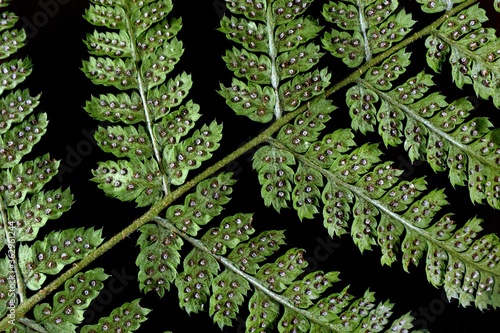 Narrow buckler-fern / Spinulose woodfern – Dryopteris carthusiana – Paproć nerecznica krótkoostna – Trójmiejski Park Krajobrazowy photo