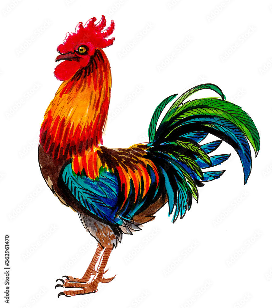 Fototapeta premium Colorful rooster bird. Ink and watercolor drawing