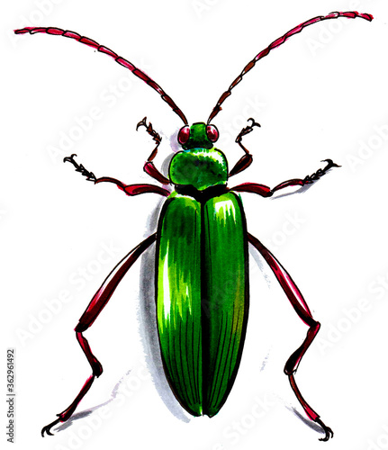 Shinny green beetle. Ink and watercolor drawing