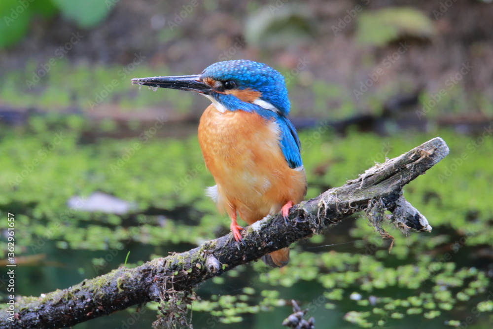 custom made wallpaper toronto digitalbird, eisvogel, natur, tier, wild lebende tiere, blau, schnabel, bunt, wild, ast, fluss, orange, bird, feather, bienenfresser, green, bees, fisch, gemein, eater, angeln