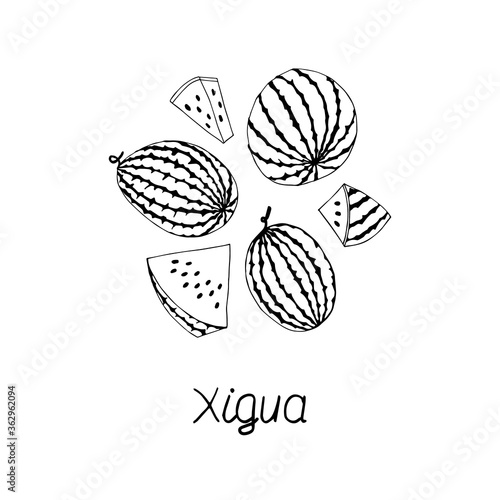 Xigua lettering. Hand drawn poster. Coloring page. Stock vector illustration.
