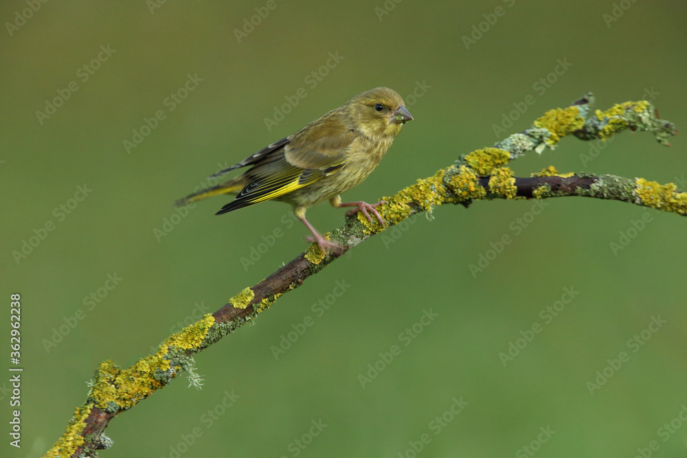 Obraz premium European serin male with the last lights of the evening