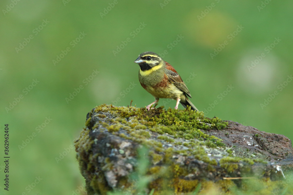 Cirl bunting male with the first light of day, Emberiza cirlus Cirl bunting male with the first light of day, Emberiza cirlus
