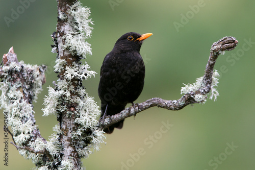 Common blackbird early morning
