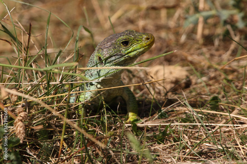 Ocellated lizard in their breeding territory, Timon lepidus