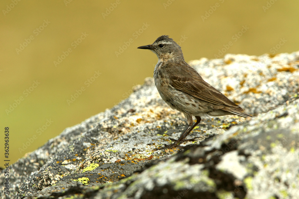 Fototapeta premium Water pipit with the first light of day