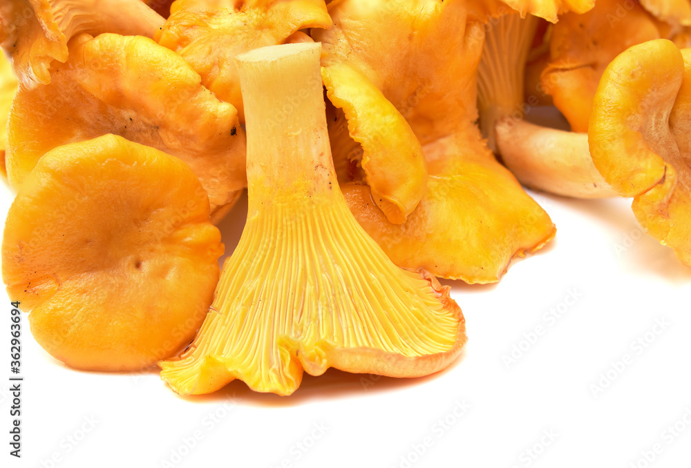 Chanterelle mushrooms isolated on a white background. Chanterelle mushrooms isolated on a white background.