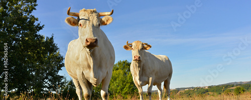 Panoramique deux vaches de copines Charolaises, Occitanie, France.