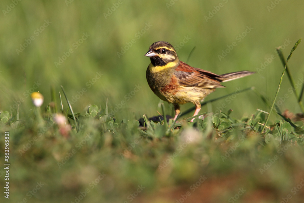 Fototapeta premium Cirl bunting male with the first light of day, Emberiza cirlus