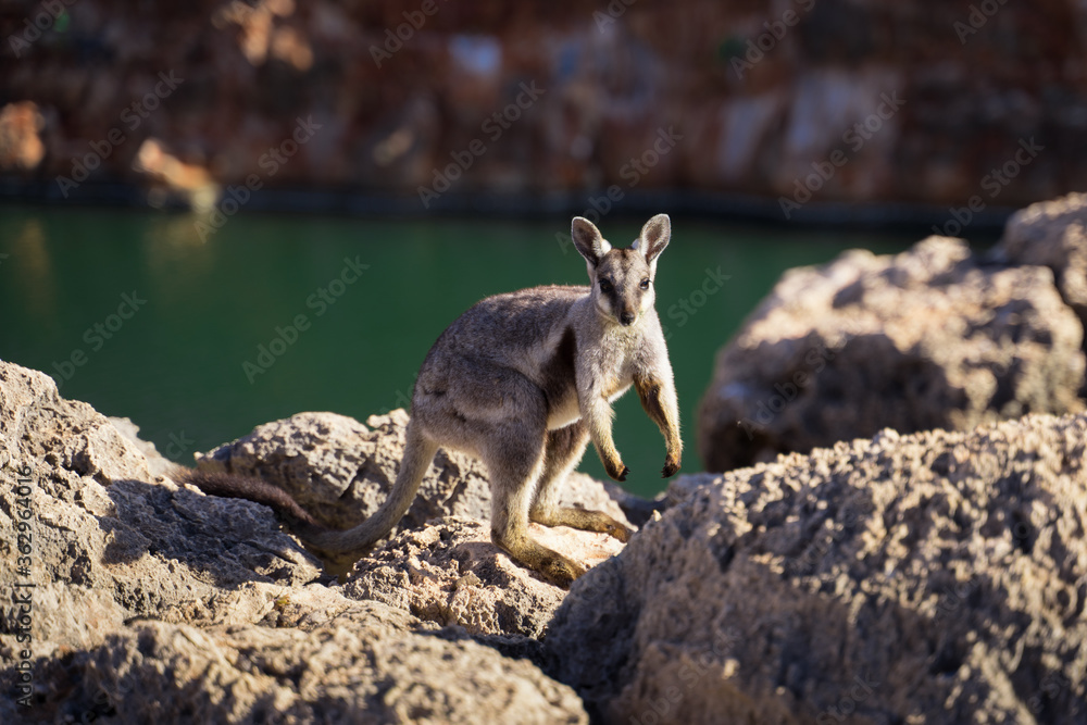 Cute Rock Wallaby, a threatened animal that lives near the Outback rivers in Australia