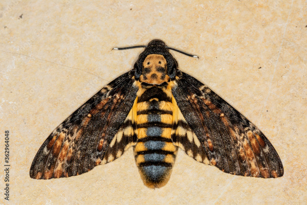 Macrophotographie de papillon Sphinx à tête de mort (Acherontia — free download