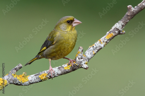 Photos European greenfinch male with the last lights of the evening