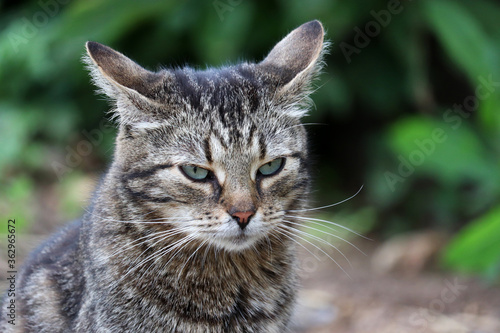 Wallpaper Mural Offended cat sitting on a summer street. Portrait of angry pet with green eyes outdoor Torontodigital.ca