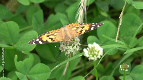 Painted Lady - Vanessa cardui - is sucking the nectar of a white clover flower in Fukuoka city, JAPAN. Without sounds