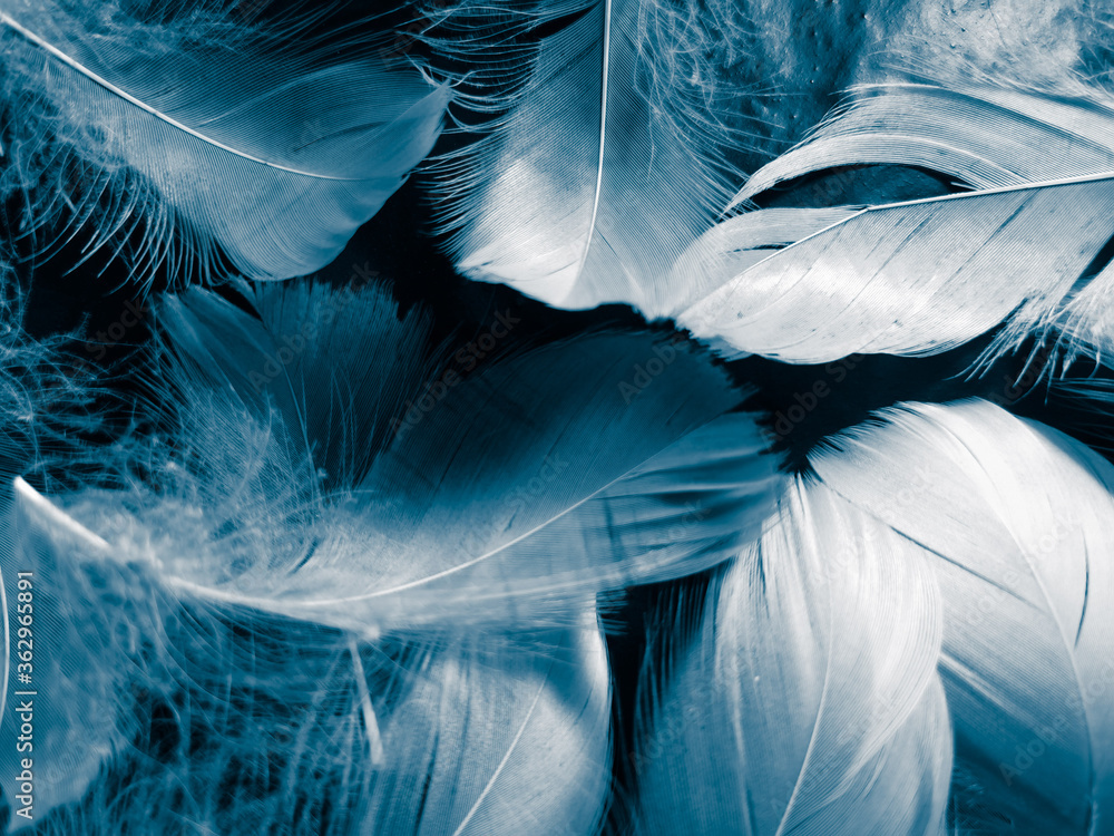 Fototapeta premium Beautiful abstract colorful blue feathers on black background and soft white feather texture on blue pattern and blue background, feather background, blue banners