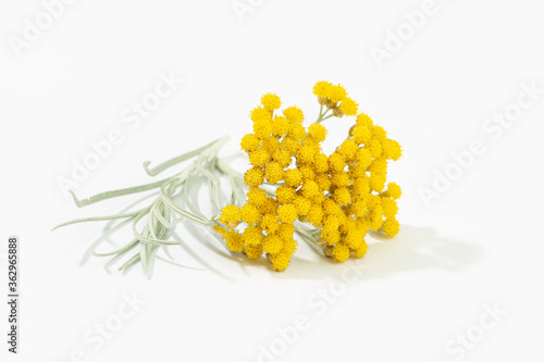 Helichrysum italicum plant with flower in bloom isolated on white background. Curry plant photo