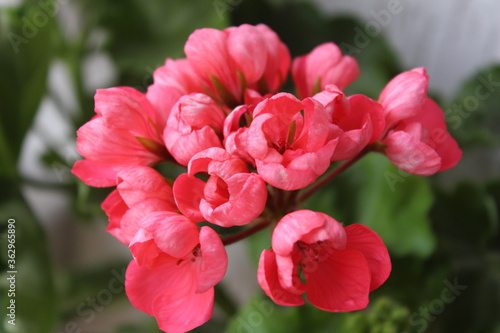 Wallpaper Mural Red Pandora, geranium Torontodigital.ca