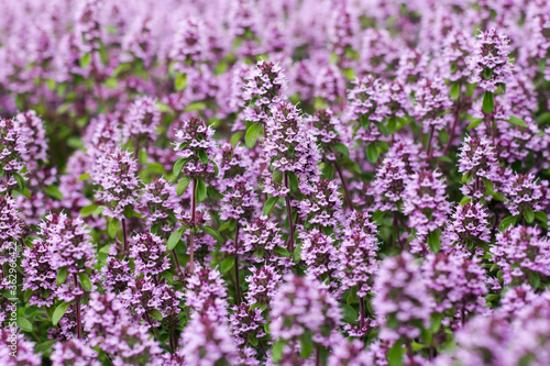 the flowers of the herb thyme in nature as a natural background