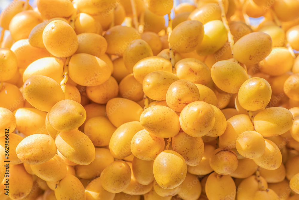 Barhi Date palm (Phoenix Dactylifera) fresh ripe yellow fruits background Barhi Date palm (Phoenix Dactylifera) fresh ripe yellow fruits background