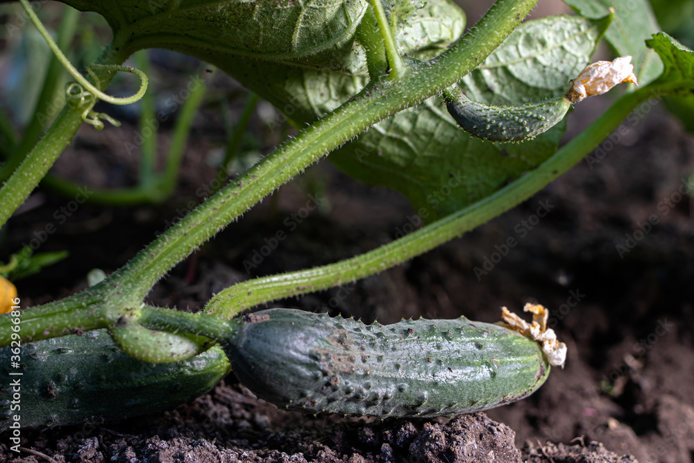 Fresh cucumber on the garden bed and flowers blossom cucumber on the field.