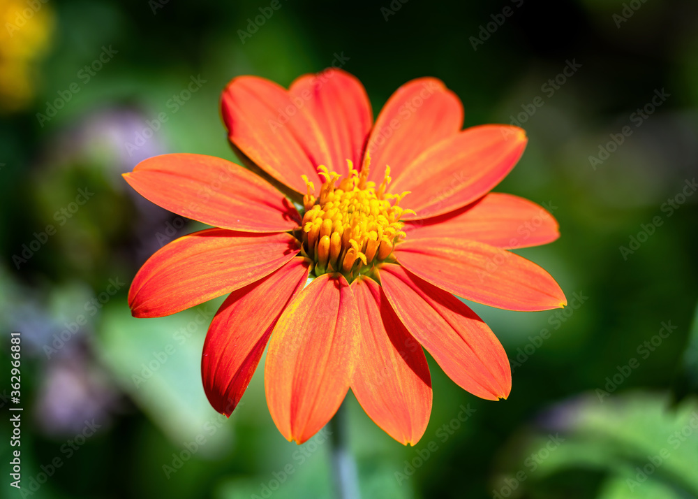 orange flower orange flower
